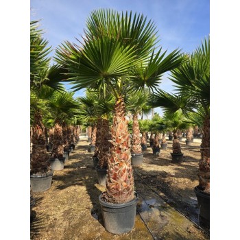 Washingtonia robusta tronco 160/180 -5*/-8*